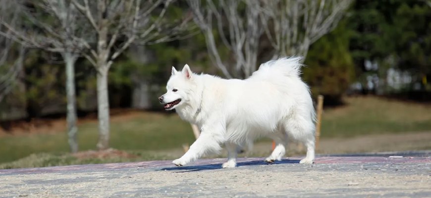 Pomeranians Price Ranges in India